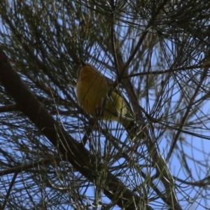 Acanthiza nana at Isabella Plains, ACT - 15 Aug 2023 12:52 PM