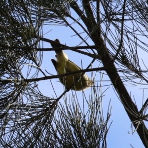 Acanthiza nana at Isabella Plains, ACT - 15 Aug 2023 12:52 PM