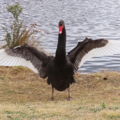 Cygnus atratus (Black Swan) at Upper Stranger Pond - 15 Aug 2023 by RodDeb