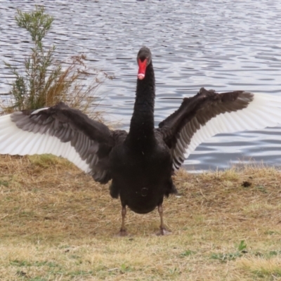 Cygnus atratus (Black Swan) at Isabella Plains, ACT - 15 Aug 2023 by RodDeb