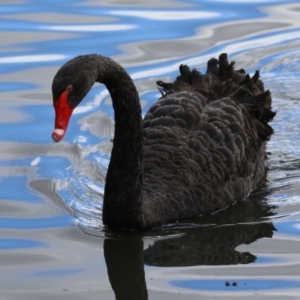 Cygnus atratus at Isabella Plains, ACT - suppressed