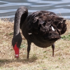 Cygnus atratus at Isabella Plains, ACT - suppressed