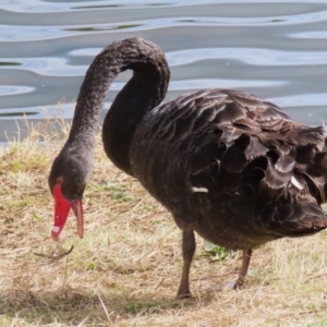 Cygnus atratus at Isabella Plains, ACT - suppressed