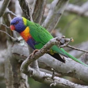 Trichoglossus moluccanus at Macarthur, ACT - 15 Aug 2023