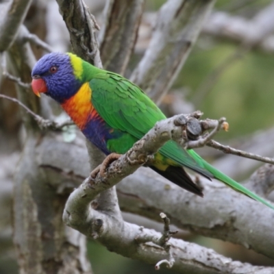 Trichoglossus moluccanus (Rainbow Lorikeet) at Macarthur, ACT - 15 Aug 2023 by RodDeb