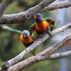 Trichoglossus moluccanus at Macarthur, ACT - 15 Aug 2023