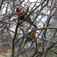 Trichoglossus moluccanus at Macarthur, ACT - 15 Aug 2023