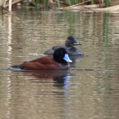 Oxyura australis (Blue-billed Duck) at Upper Stranger Pond - 15 Aug 2023 by RodDeb