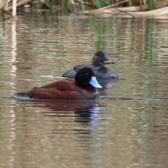Oxyura australis (Blue-billed Duck) at Isabella Plains, ACT - 15 Aug 2023 by RodDeb