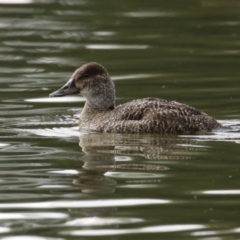 Oxyura australis at Isabella Plains, ACT - 15 Aug 2023