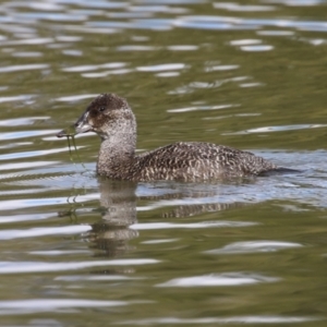 Oxyura australis at Isabella Plains, ACT - 15 Aug 2023