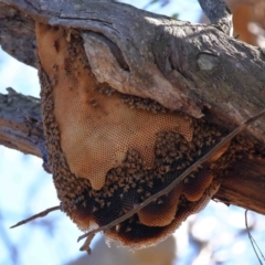 Apis mellifera (European honey bee) at Wellington Point, QLD - 11 Aug 2023 by TimL