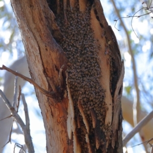 Apis mellifera at Wellington Point, QLD - 11 Aug 2023