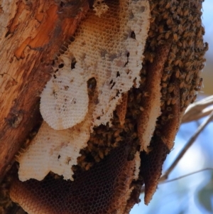 Apis mellifera at Wellington Point, QLD - 11 Aug 2023