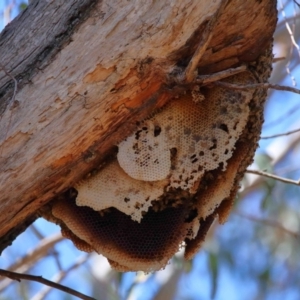 Apis mellifera at Wellington Point, QLD - 11 Aug 2023