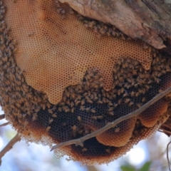 Apis mellifera at Wellington Point, QLD - 11 Aug 2023