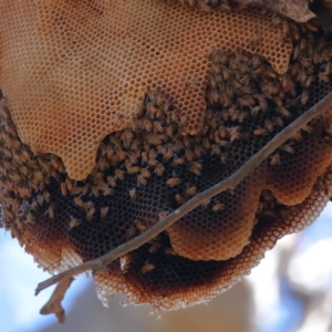 Apis mellifera at Wellington Point, QLD - suppressed