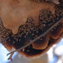 Apis mellifera (European honey bee) at Wellington Point, QLD - 11 Aug 2023 by TimL