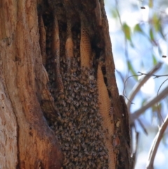 Apis mellifera at Wellington Point, QLD - suppressed