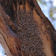 Apis mellifera at Wellington Point, QLD - suppressed