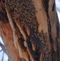 Apis mellifera at Wellington Point, QLD - suppressed