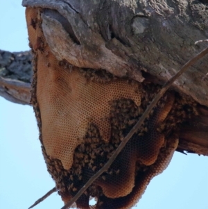 Apis mellifera at Wellington Point, QLD - suppressed
