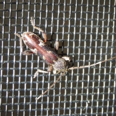 Phacodes personatus (Longhorn beetle) at Pollinator-friendly garden Conder - 20 Feb 2023 by michaelb