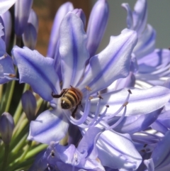 Apis mellifera (European honey bee) at Pollinator-friendly garden Conder - 24 Jan 2023 by michaelb