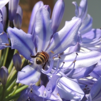 Apis mellifera (European honey bee) at Conder, ACT - 25 Jan 2023 by michaelb