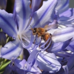 Apis mellifera at Conder, ACT - 25 Jan 2023