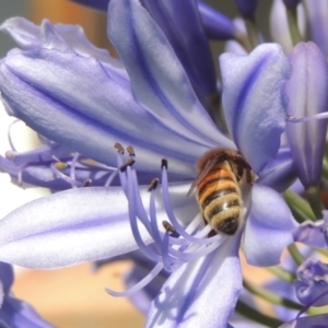 Apis mellifera at Conder, ACT - 25 Jan 2023