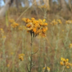 Chrysocephalum semipapposum (Clustered Everlasting) at Tuggeranong, ACT - 25 Feb 2023 by MichaelBedingfield