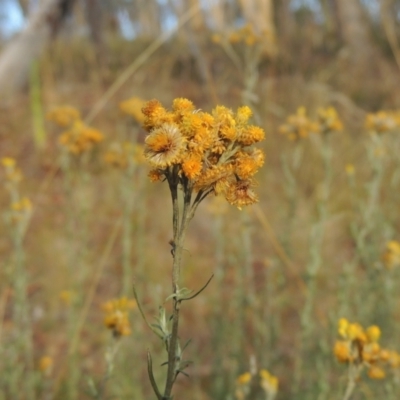 Chrysocephalum semipapposum (Clustered Everlasting) at Tuggeranong, ACT - 25 Feb 2023 by MichaelBedingfield