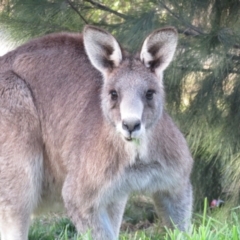 Macropus giganteus (Eastern Grey Kangaroo) at Coombs, ACT - 15 Aug 2023 by Christine