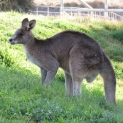 Macropus giganteus at Coombs, ACT - 15 Aug 2023 04:25 PM