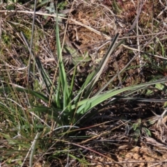 Caesia calliantha (Blue Grass-lily) at Harrison, ACT - 11 Aug 2023 by AndyRoo