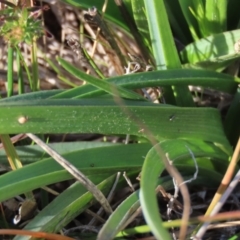 Caesia calliantha at Harrison, ACT - 11 Aug 2023