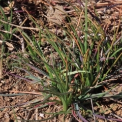 Bulbine bulbosa (Golden Lily) at Harrison, ACT - 11 Aug 2023 by AndyRoo