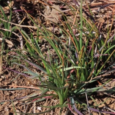 Bulbine bulbosa (Golden Lily, Bulbine Lily) at Harrison, ACT - 11 Aug 2023 by AndyRoo