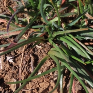 Bulbine bulbosa at Harrison, ACT - 11 Aug 2023