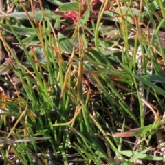 Bulbine bulbosa (Golden Lily) at Budjan Galindji (Franklin Grassland) Reserve - 11 Aug 2023 by AndyRoo