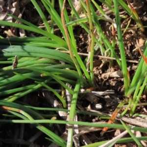 Bulbine bulbosa at Harrison, ACT - 11 Aug 2023