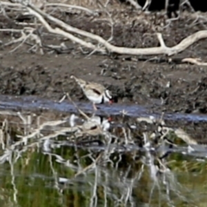 Charadrius melanops at Googong, NSW - 16 Aug 2023