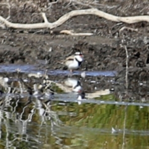 Charadrius melanops at Googong, NSW - 16 Aug 2023