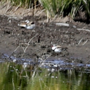 Charadrius melanops at Googong, NSW - 16 Aug 2023