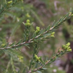 Melaleuca (genus) (A Melaleuca) at Yarralumla, ACT - 13 Aug 2023 by AndyRoo