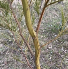 Acacia decurrens (Green Wattle) at Mount Majura - 15 Aug 2023 by waltraud