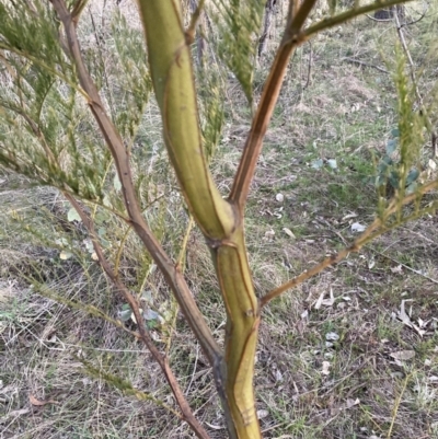 Acacia decurrens (Green Wattle) at Mount Majura - 15 Aug 2023 by waltraud