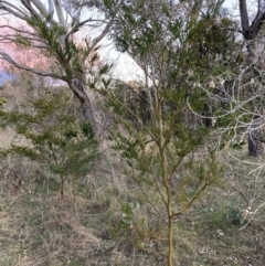 Acacia decurrens at Hackett, ACT - 15 Aug 2023