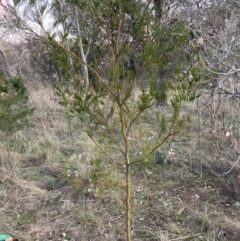 Acacia decurrens at Hackett, ACT - 15 Aug 2023